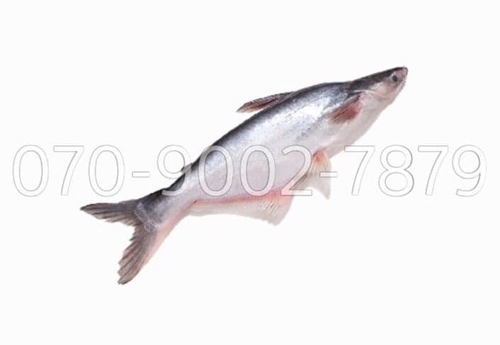 CÁ TRA NGUYÊN CON SIÊU TO チャー(特大・丸ごと) WHOLE TRA FISH (XL)