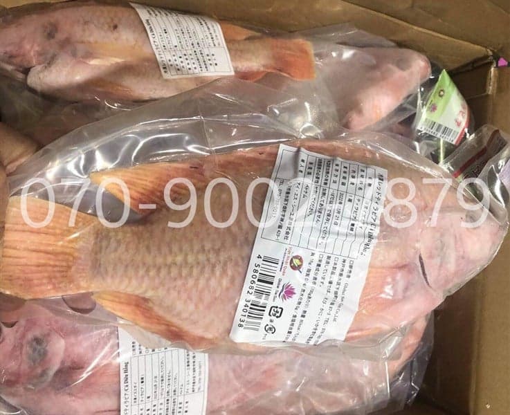 CÁ ĐIÊU HỒNG 紅ティラピア RED TILAPIA