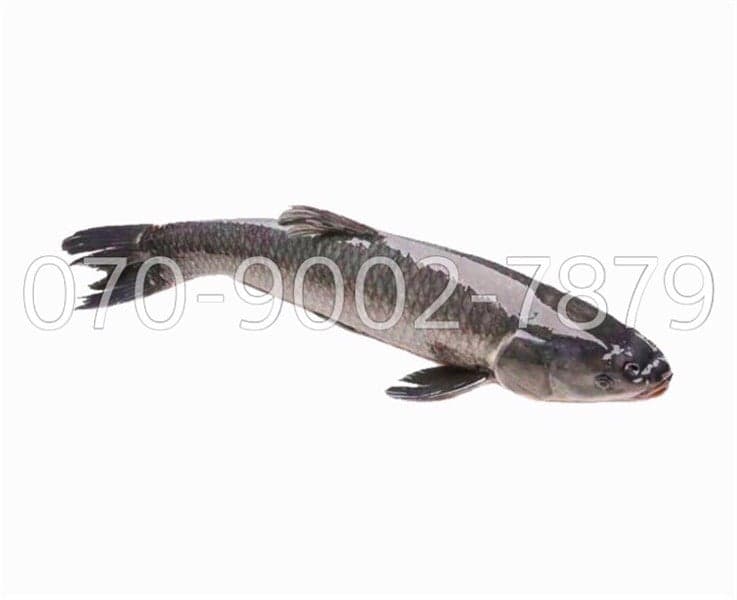 CÁ LÓC 雷魚 SNAKEHEAD FISH