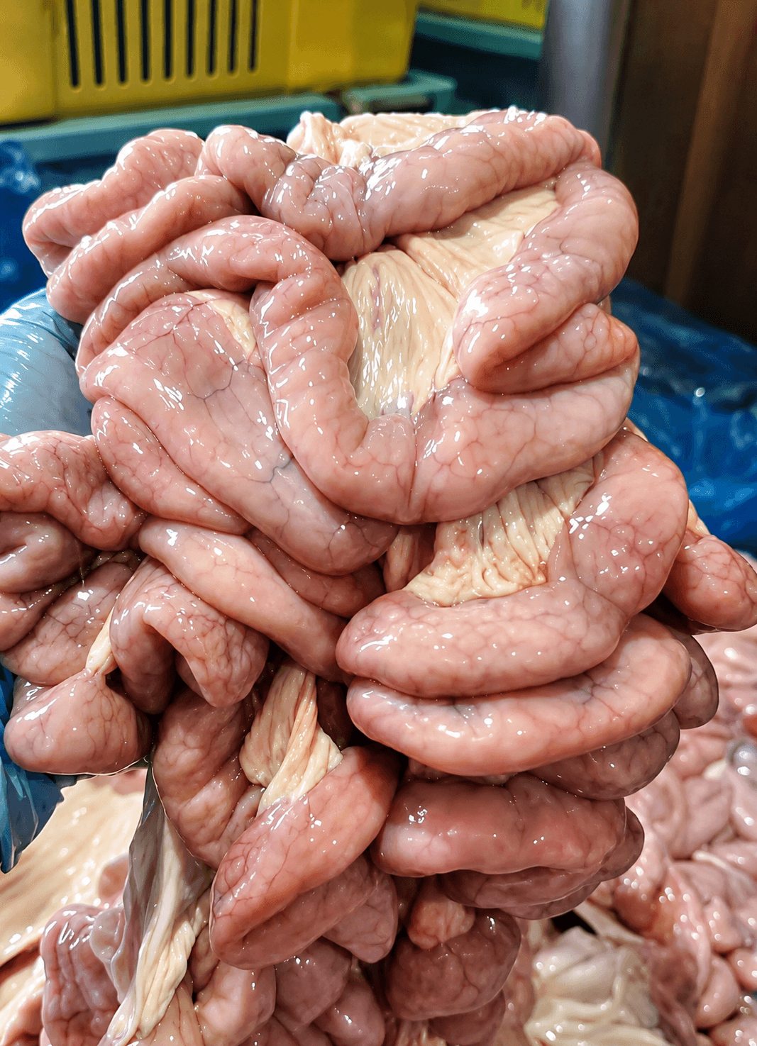 LÒNG NON 豚小腸 SMALL INTESTINE